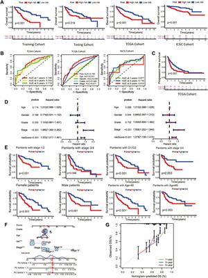 A novel prognostic scoring model based on <mark class="highlighted">copper homeostasis</mark> and cuproptosis which indicates changes in tumor microenvironment and affects treatment response
